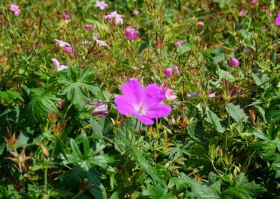 Fleurs domaine dulaunay0004