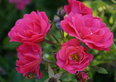 Fleurs domaine dulaunay0011